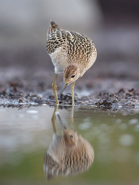 Suokukko, Ruff, Calidris pugnax